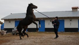 Gazi Koşusu’nu kazanan yarış atı Divine Heart damızlık olarak kullanılıyor